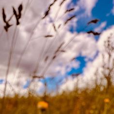 the grass is blowing in the wind on a sunny day