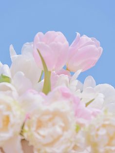 pink and white flowers against a blue sky