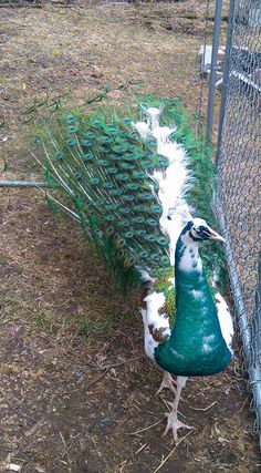 a peacock standing next to a chain link fence with its tail hanging down and it's feathers spread out