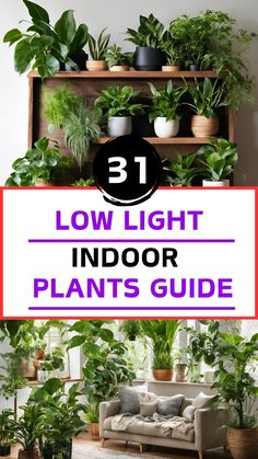 31 Beautiful Low Light Plants That Thrive in Your Apartment Low Light Indoor Plants, Low Light Plants, Dark Corners, Diy Plants, Low Light, Low Lights, Green Living, Indoor Garden, Plant Decor