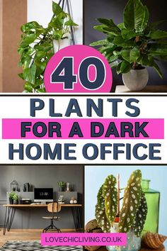 the top ten plants for a dark home office with text overlay that reads 40 plants for a dark home office