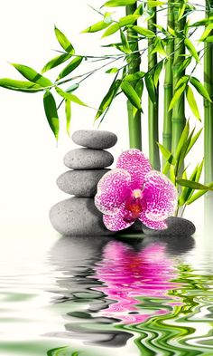 a pink flower sitting on top of rocks next to bamboo