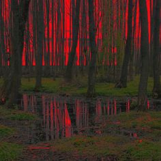 the sun is setting in the forest with red light coming through the trees and reflecting on the water