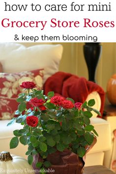 how to care for mini  grocery store roses Indoor Rose Plant, How To Grow Roses Indoors, Mini Rose Bush, Mini Roses Care Indoor, Mini Rose Plant Care, Mini Roses Outdoors, Keep Roses Alive Longer, How To Keep Roses Fresh Longer, Grow A Rose From A Stem