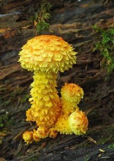 a yellow stuffed animal sitting on top of a moss covered tree branch in the forest