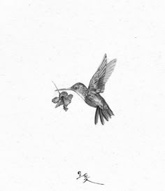 a black and white drawing of a hummingbird flying