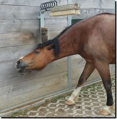 a brown horse standing next to a wooden fence with its head on the side of a building