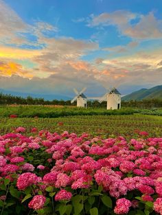 two windmills are in the distance behind a field of pink flowers and green grass