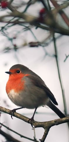 a small bird sitting on top of a tree branch