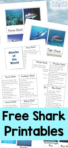 free shark printables for kids to use in the ocean or on the beach