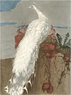 a white peacock standing on top of a hill