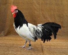 a black and white rooster standing on top of a brown floor next to a tan wall