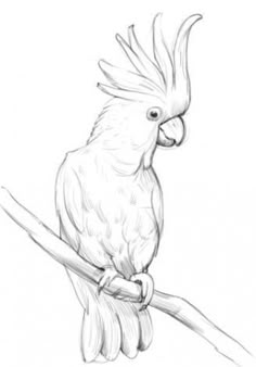 a drawing of a cockatoo sitting on a branch