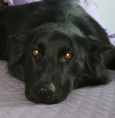 a large black dog laying on top of a bed next to purple sheets and pillows