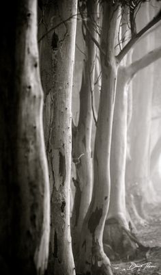 black and white photograph of trees in the woods