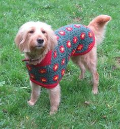 a dog wearing a sweater standing in the grass