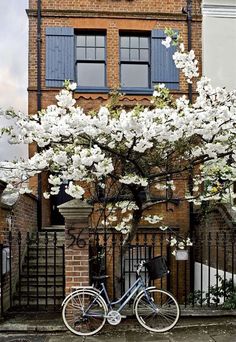 a bicycle parked next to a tree with white flowers