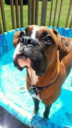 a brown dog sitting in a pool on top of a wooden deck