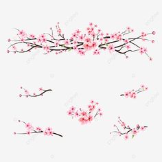 cherry blossom branch with pink flowers on white background, flower, branches png and psd