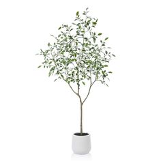 a small tree in a white vase on a white background