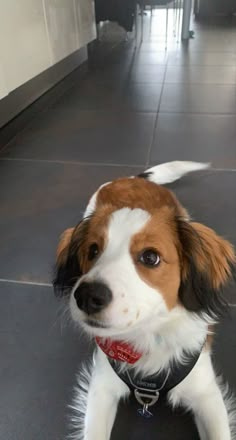 a brown and white dog sitting on top of a black floor next to a wall