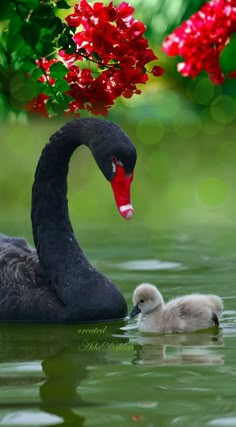 a mother swan and her baby are swimming in the water with red flowers behind them