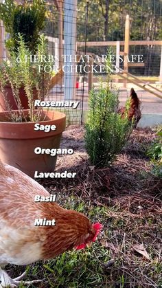 chickens are standing in the grass next to some potted plants and herbs with words describing their names