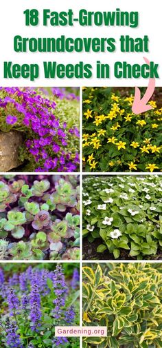 18 Fast-Growing Groundcovers that Keep Weeds in Check Ground Cover For Rock Garden, Geranium Ground Cover, Ground Cover Flowers Perennials, Ground Cover That Chokes Out Weeds, Groundcover Landscaping, Weeds In Garden, Fast Growing Ground Cover, Types Of Weeds, Best Ground Cover Plants