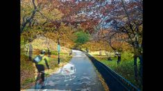 a man riding a bike down a road next to a lush green park filled with trees