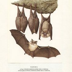 three bats hanging upside down on a tree branch, and one bat with its wings open