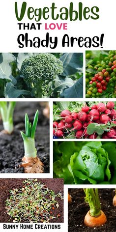 vegetables that love shady areas in the garden are so easy to grow, and can be used as an edible plant