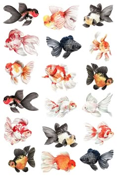 many different types of fish are shown in this image, including one goldfish and the other