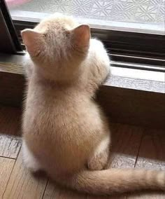 a cat sitting on the floor looking out a window at something outside it's frame