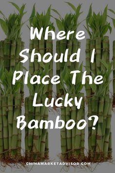 there are many bamboos with the words where should i place the lucky bamboo?