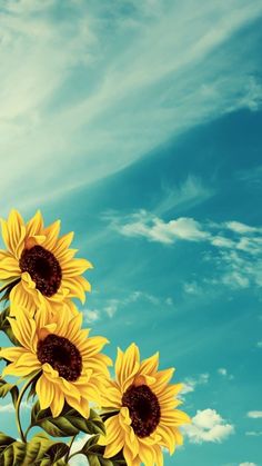 three yellow sunflowers in front of a blue sky with white puffy clouds