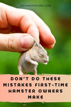 a hand holding a small rodent with the caption don't do these mistakes first time hamster owners make