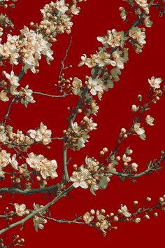 a tree with white flowers against a red background