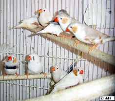 a group of birds sitting on top of a wooden perch in a birdcage