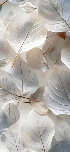 some white leaves are on the wall