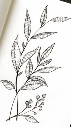 a drawing of leaves and berries on paper