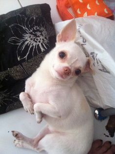 a small white dog sitting on top of a bed next to a person's hand