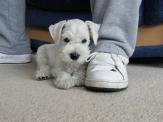 a small white dog laying on the ground next to someone's feet and shoes