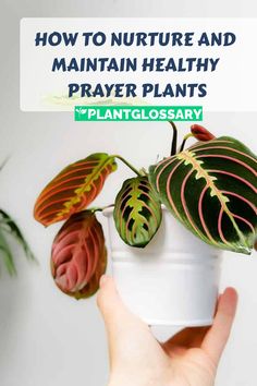 Admired for their intricate leaf patterns and unique folding behavior, prayer plants are a delightful addition to any indoor garden. This guide offers a thorough overview of how to care for and maintain these captivating plants. We’ll discuss their light, water, and soil requirements, as well as tips for ensuring proper humidity. Whether you’re a beginner or an experienced plant enthusiast, these tips will help you keep your prayer plants thriving and beautiful.