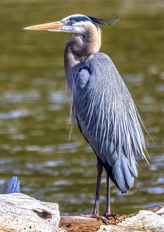 a blue heron is standing on a log by the water and looking at something in the distance