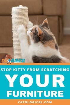 a cat playing with a scratching post on the floor in front of a couch and text that reads, stop kitty from scratching your furniture