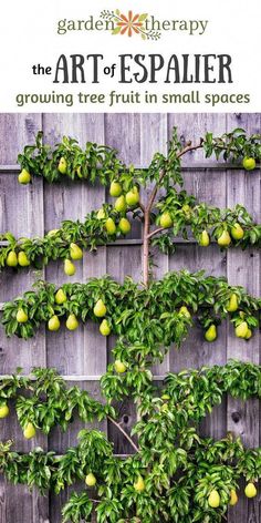 the art of espalier growing tree fruit in small spaces, by garden therapy