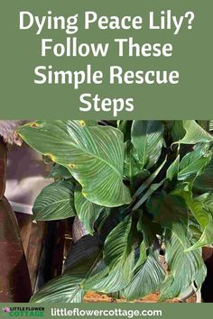 a potted plant with the words dying peace lily follow these simple rescue steps