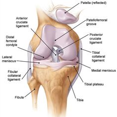 http://andme26.hubpages.com/hub/Anatomy-of-the-knee-Bones-Muscles-Arteries-Veins-Nerves Anatomy Of The Knee, Knee Anatomy, Punkty Spustowe, Joints Anatomy, Physical Therapy Assistant, Physical Therapist Assistant, Knee Replacement Surgery, Surgical Tech, Cabinet Medical