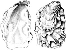 two seashells are shown in black and white