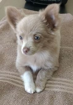 a small white and brown dog laying on top of a bed